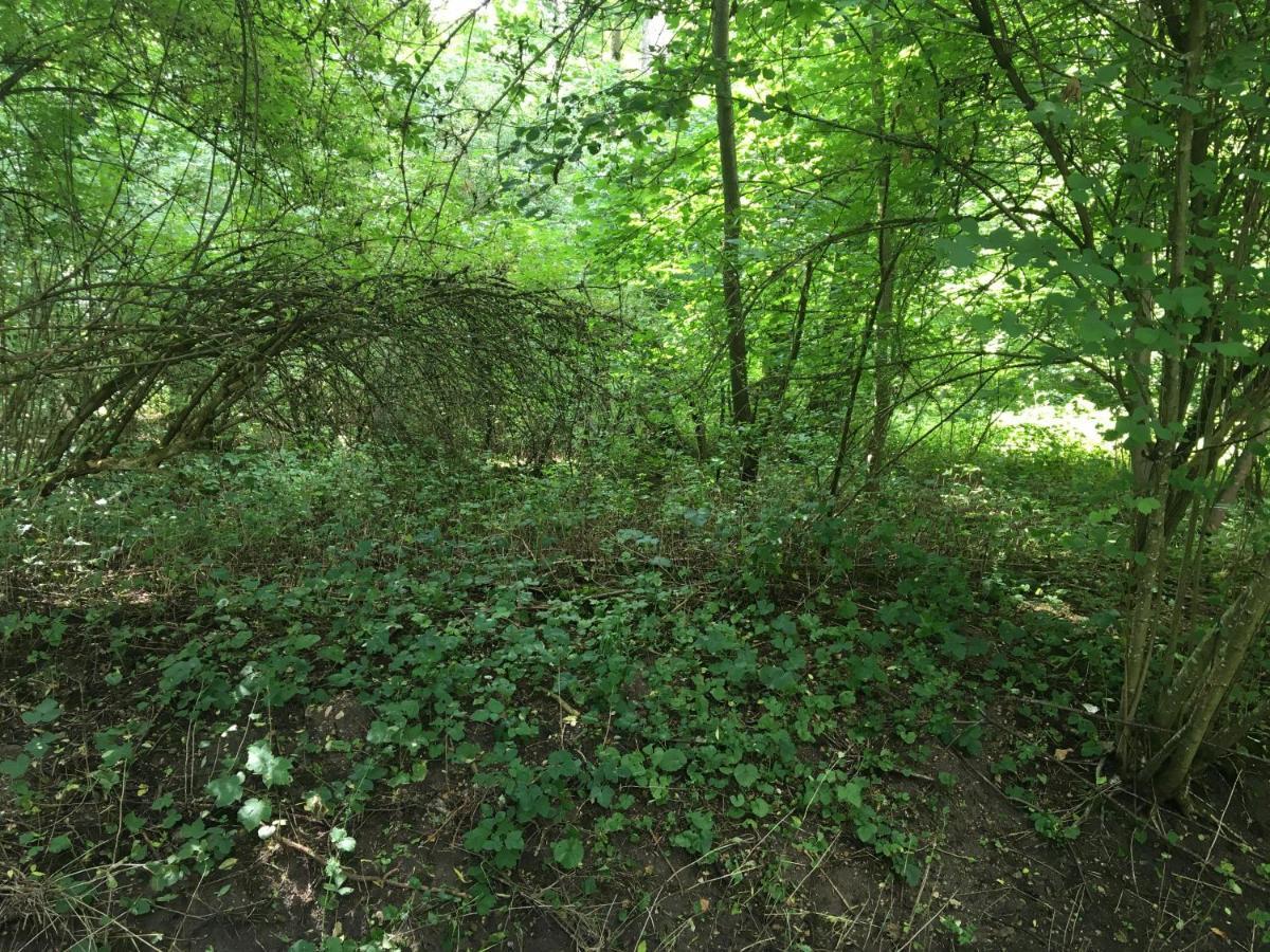 Un Coin De Foret Courmas Экстерьер фото